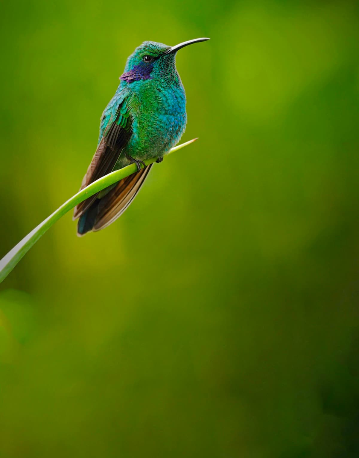 Beija-flor verde e azul pousado em uma folha, sobre fundo verde desfocado Beija-flor verde e azul pousado em uma folha, sobre fundo verde desfocado
