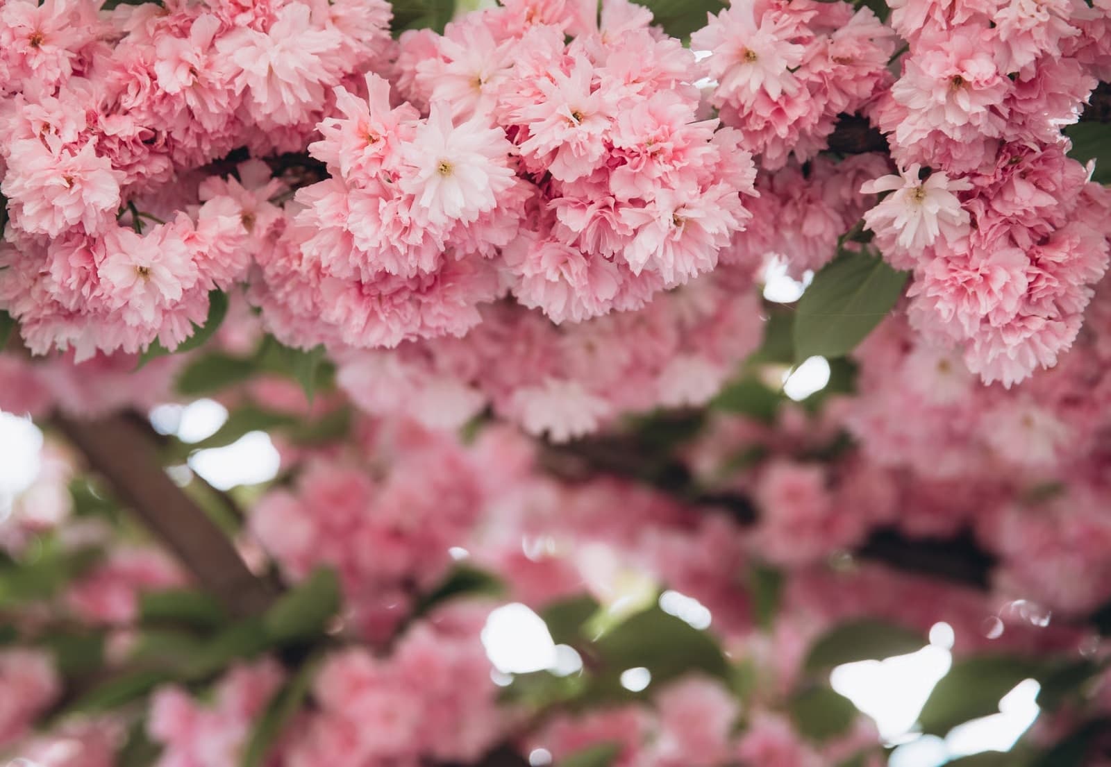 Seu ciclo em harmonia Flores cor-de-rosa em plena florada