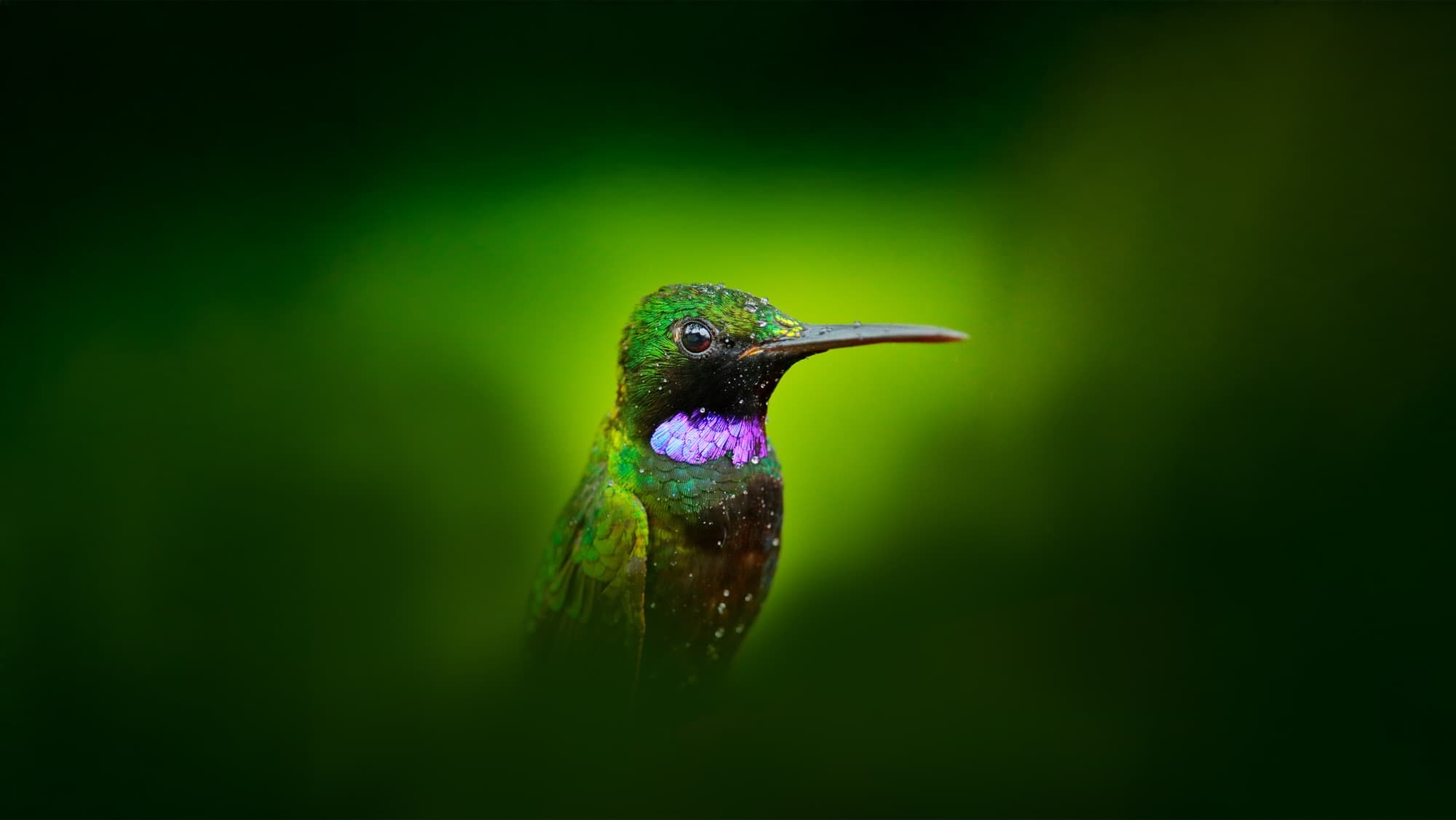 Beija-flor verde e roxo pousado sobre fundo verde desfocado Beija-flor verde e roxo pousado sobre fundo verde desfocado