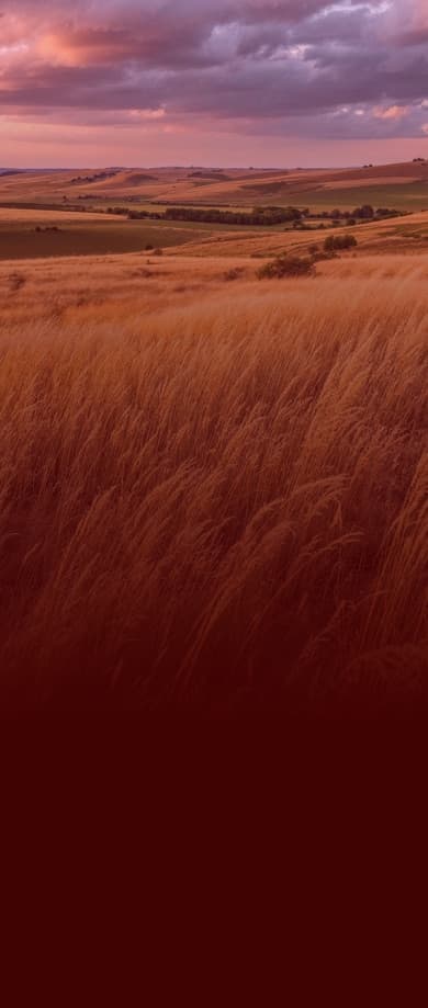 Campo de capim ao entardecer Campo de capim ao entardecer