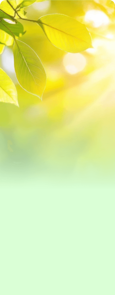 Vitamina D e a luz solar Folhas verdes iluminadas pela luz do sol