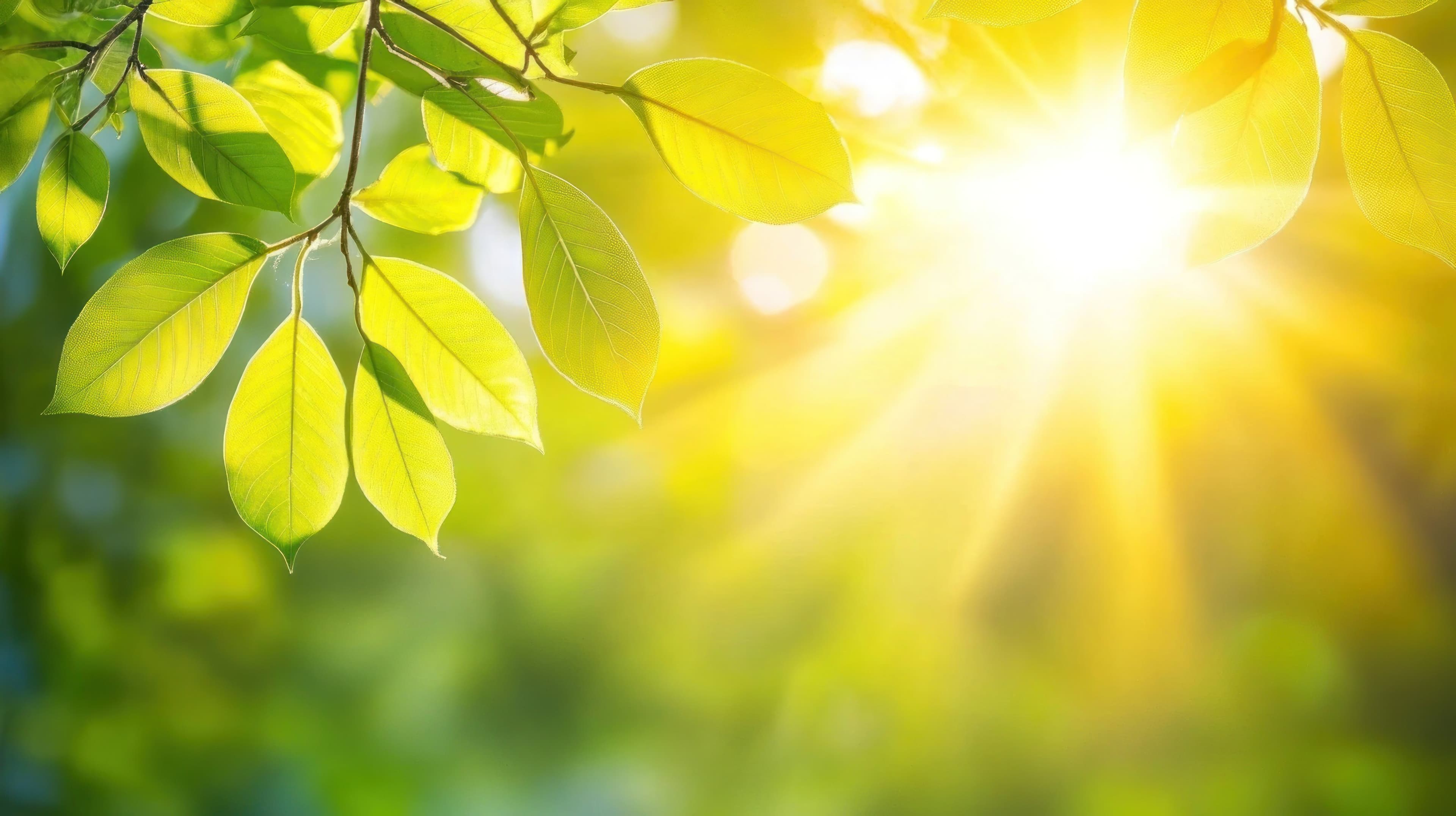 Vitamina D e a luz solar Folhas verdes iluminadas pela luz do sol